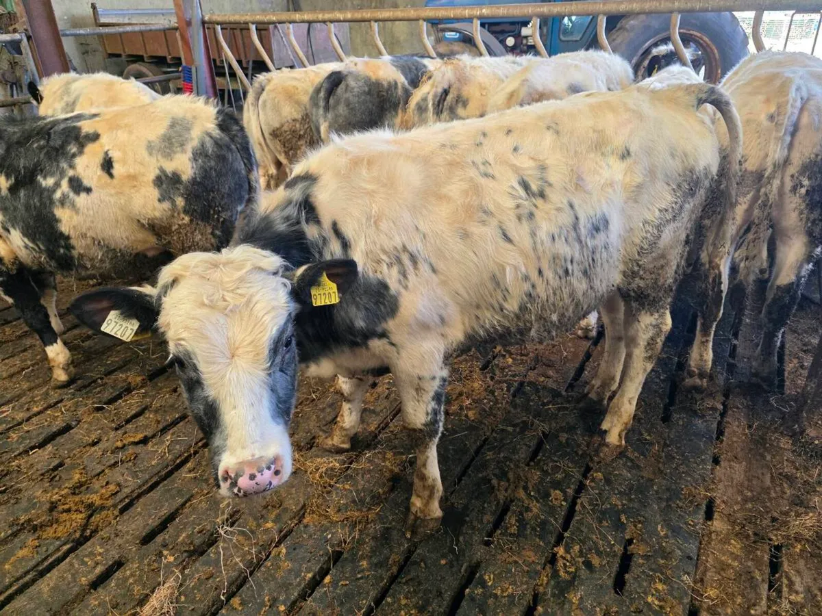 Beef Cattle - Image 2