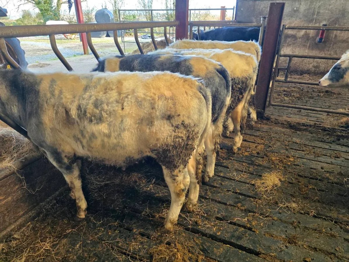 Beef Cattle - Image 3