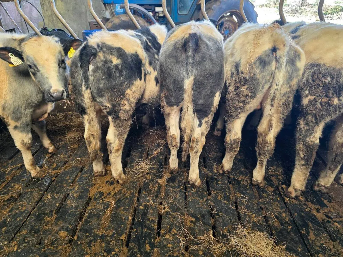 Beef Cattle - Image 4