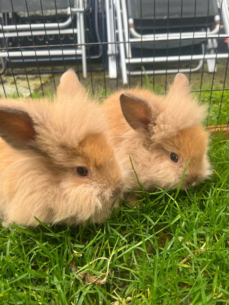 Lionhead Rabbits - Image 2