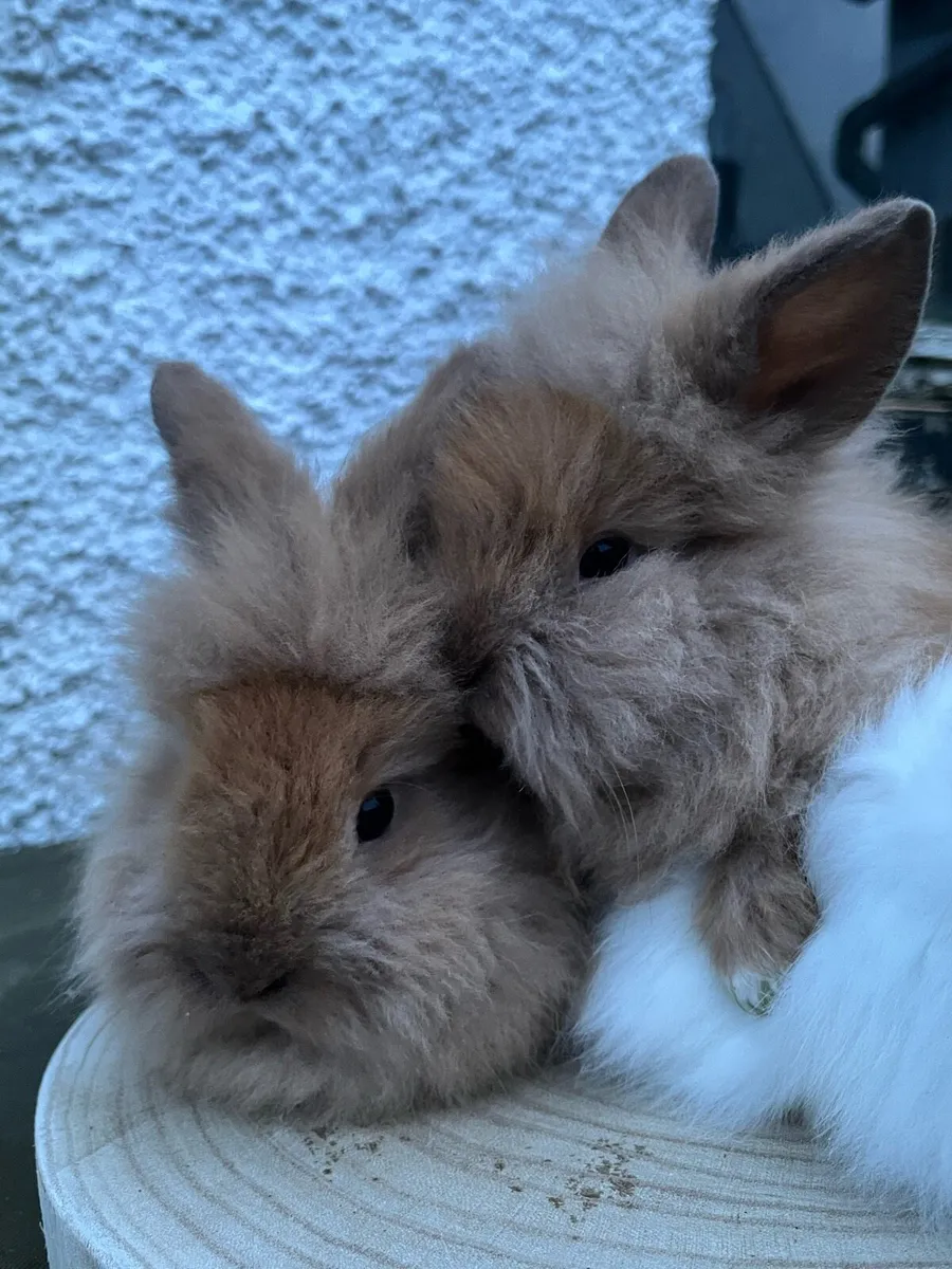 Lionhead Rabbits - Image 3