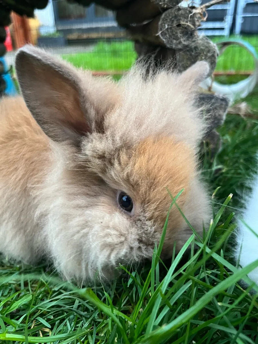 Lionhead Rabbits - Image 4