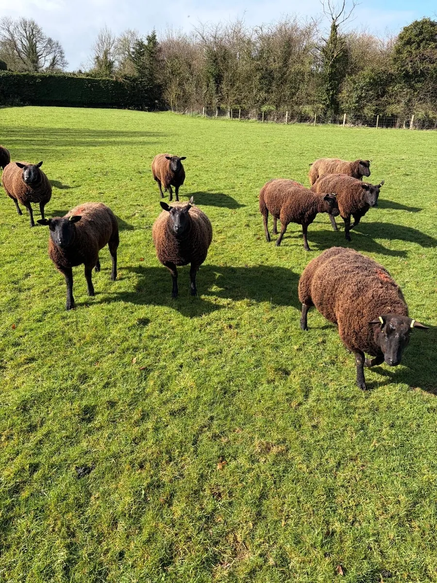 In lamb hoggets for sale - Image 1