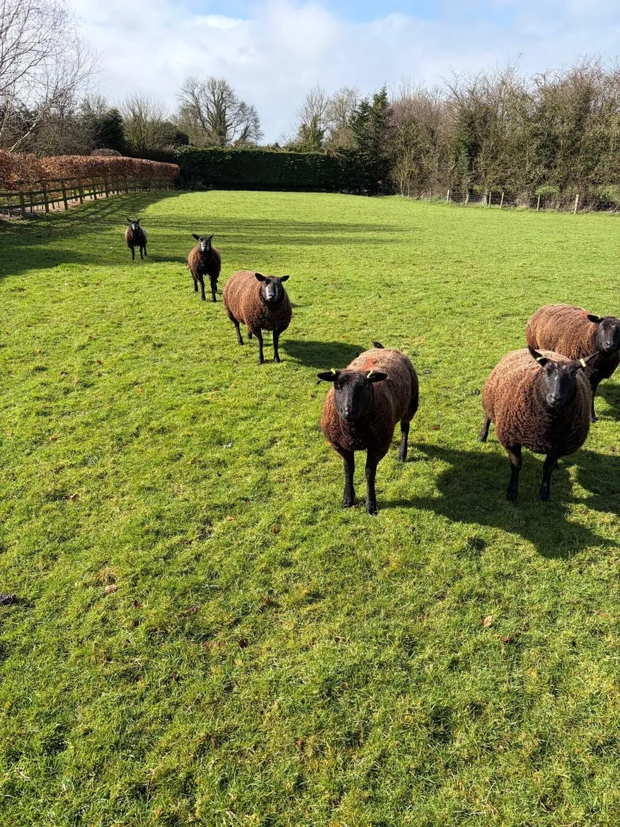 In lamb hoggets for sale - Image 2