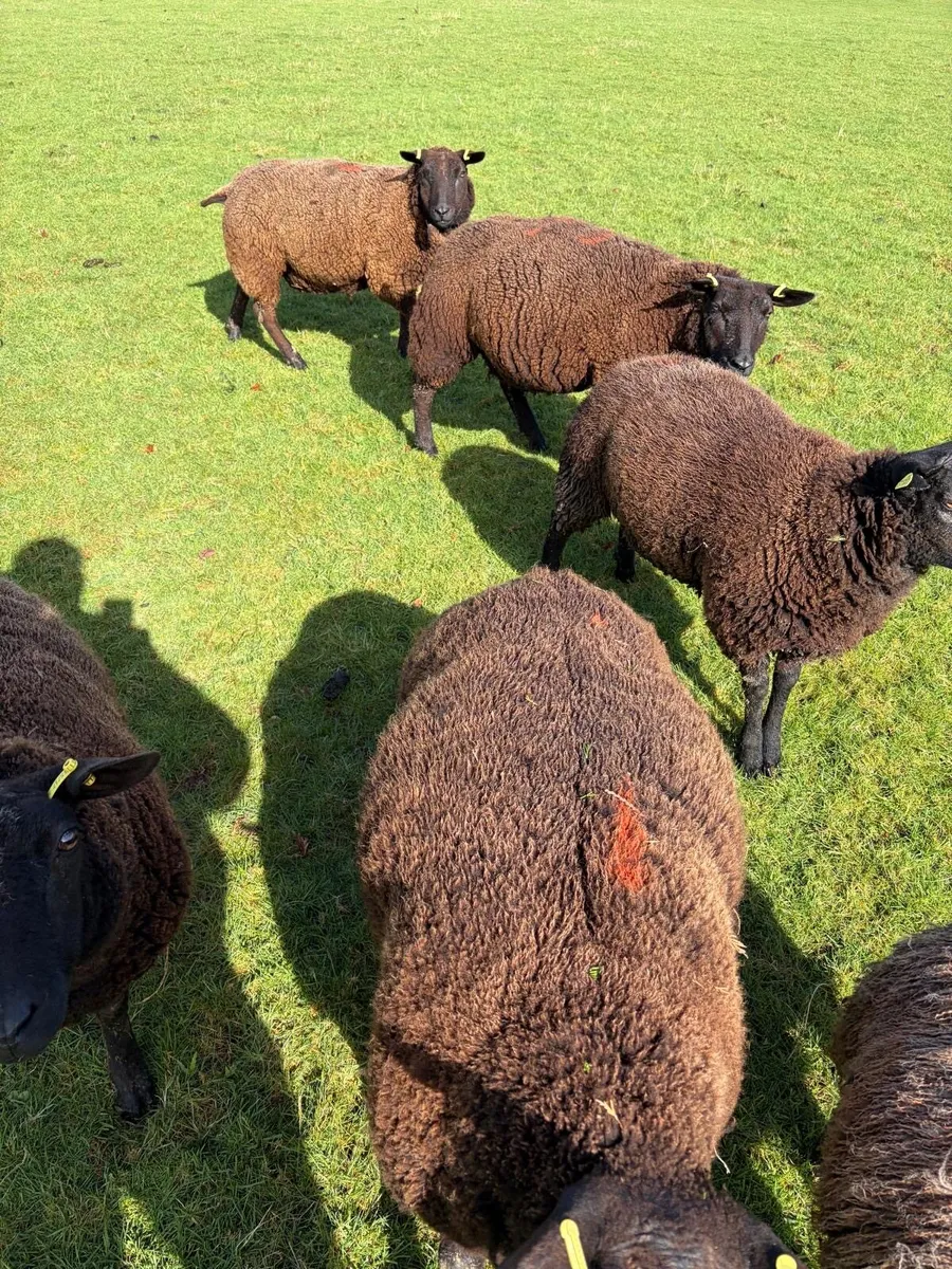 In lamb hoggets for sale - Image 3