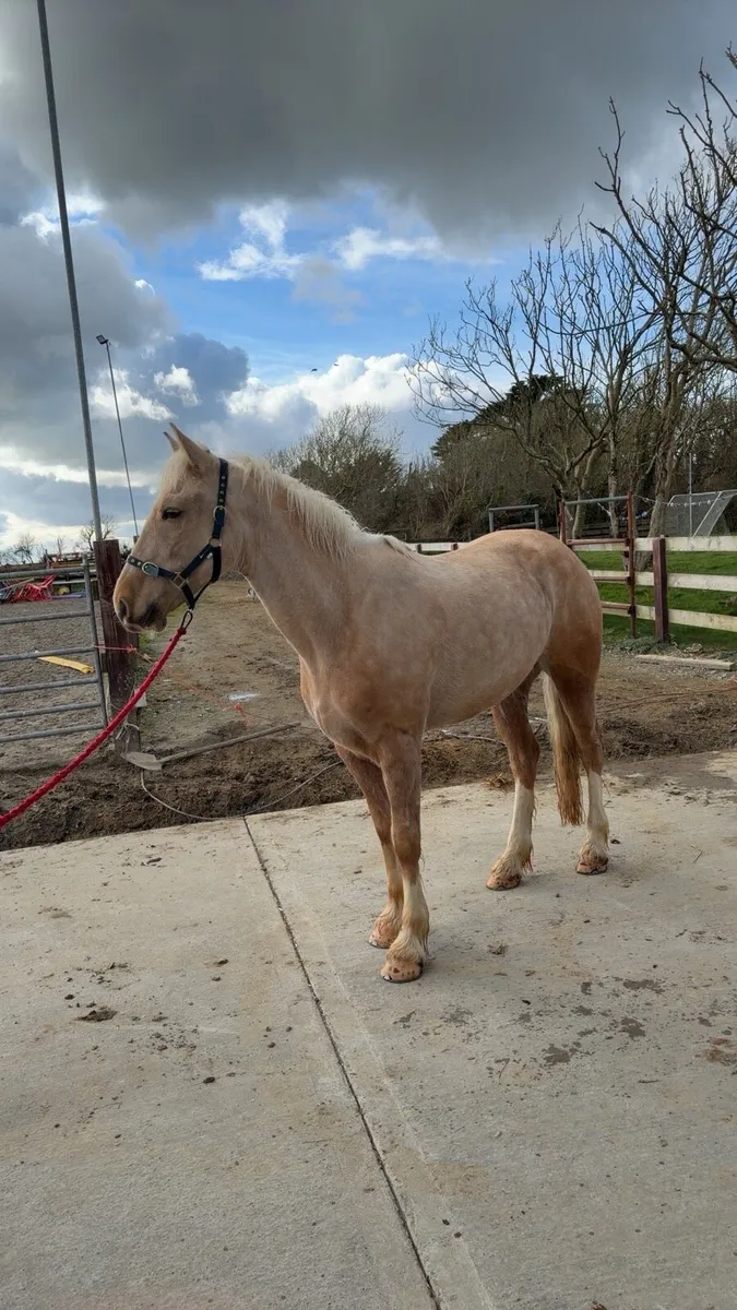 16.2 gelding - Image 1