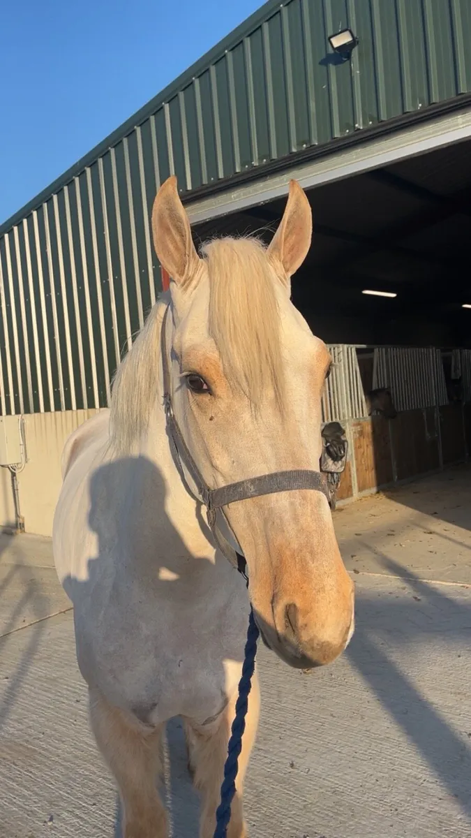 16.2 gelding - Image 3