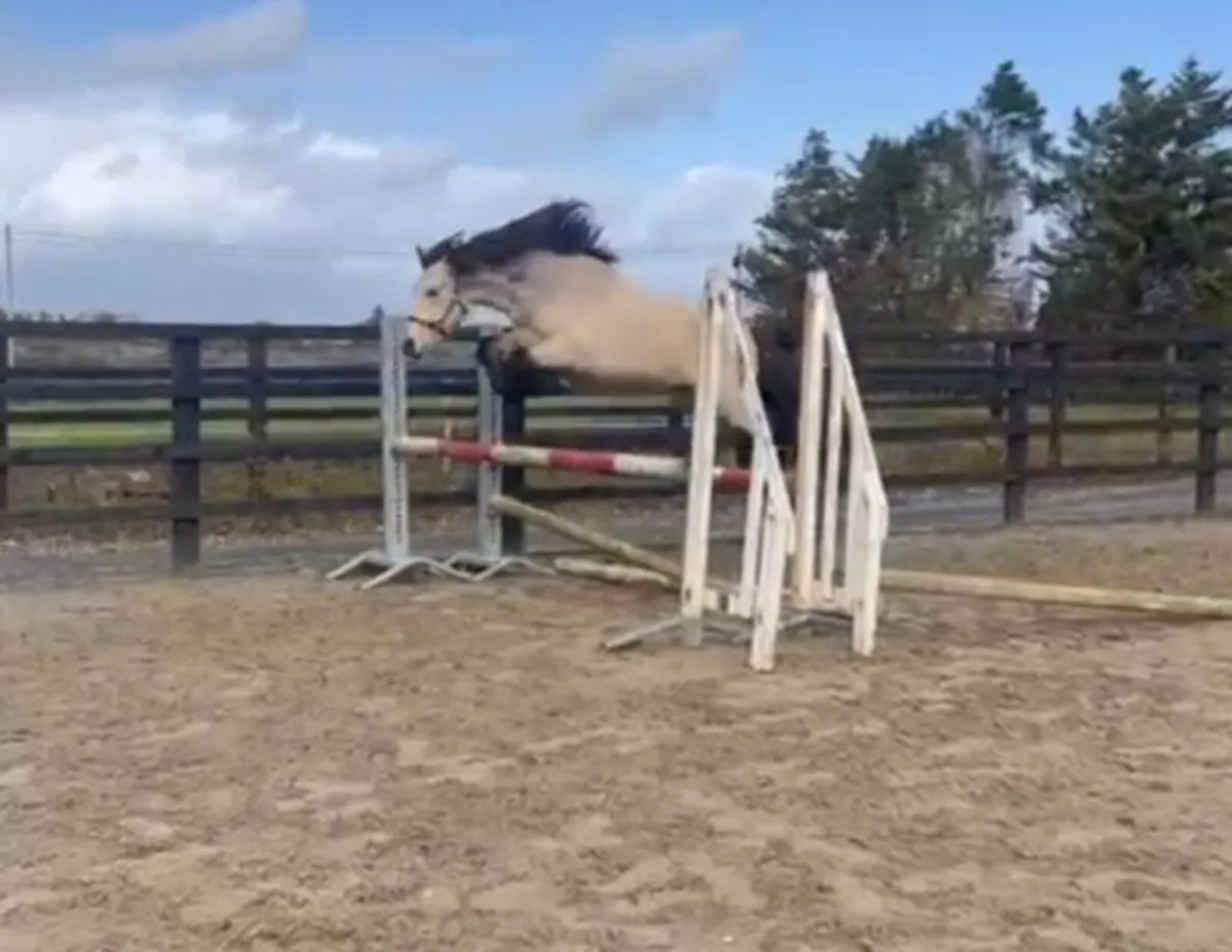 3 year old dun Connemara gelding - Image 3