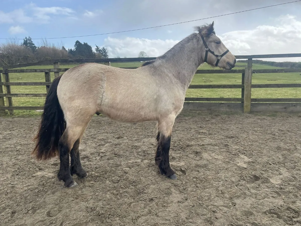 3 year old dun Connemara gelding - Image 1
