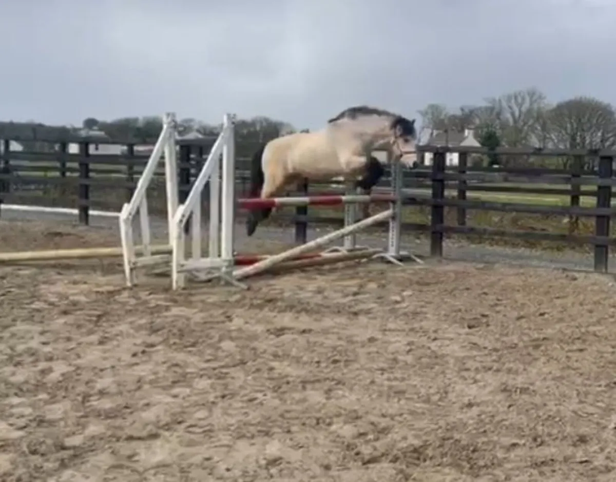 3 year old dun Connemara gelding - Image 2