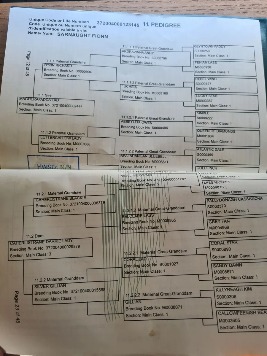 3 year old dun Connemara gelding - Image 4