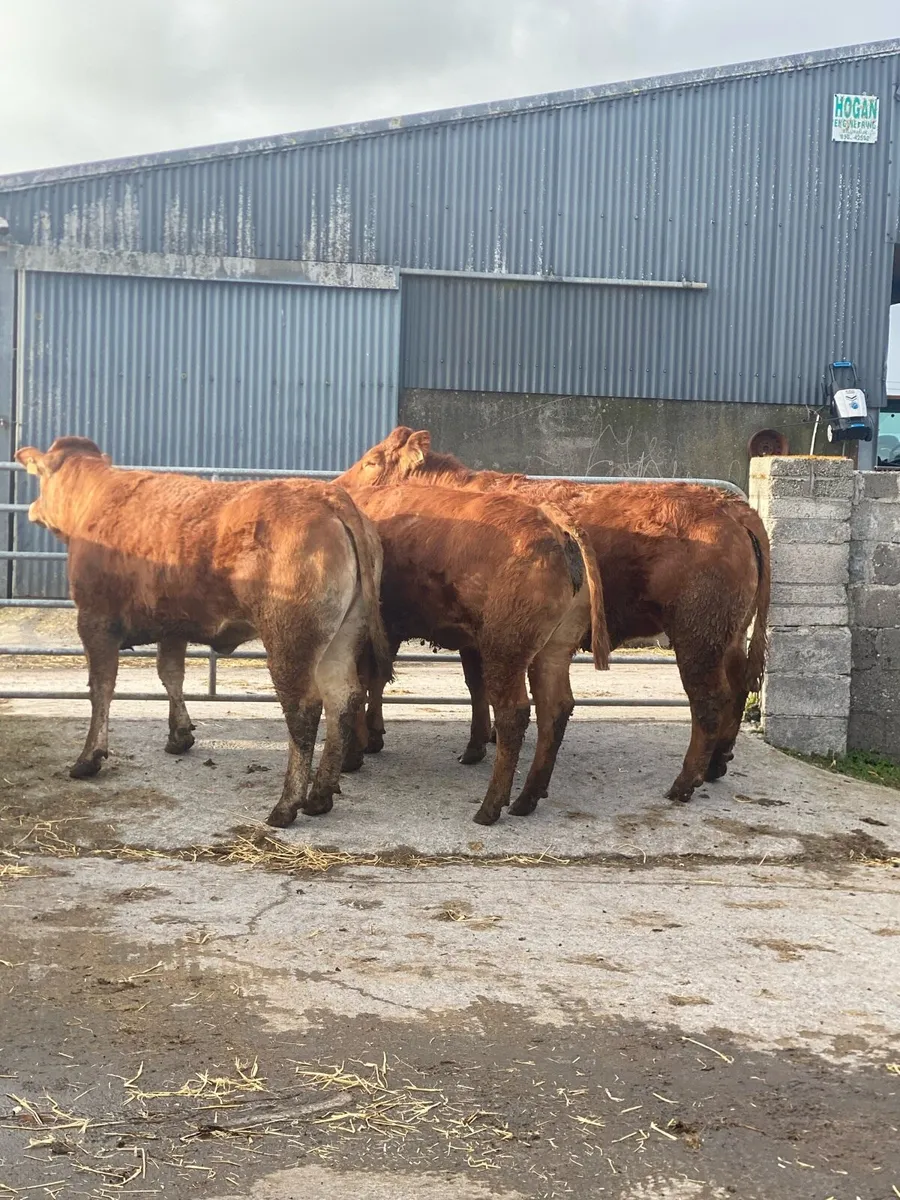 Heifers - Image 1