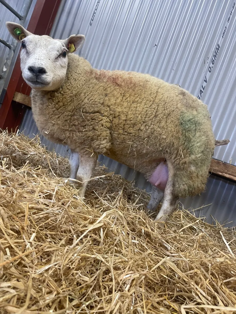 Pedigree Registered Beltex Foster Hogget - Image 2