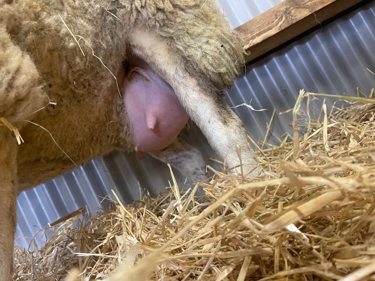 Pedigree Registered Beltex Foster Hogget - Image 3