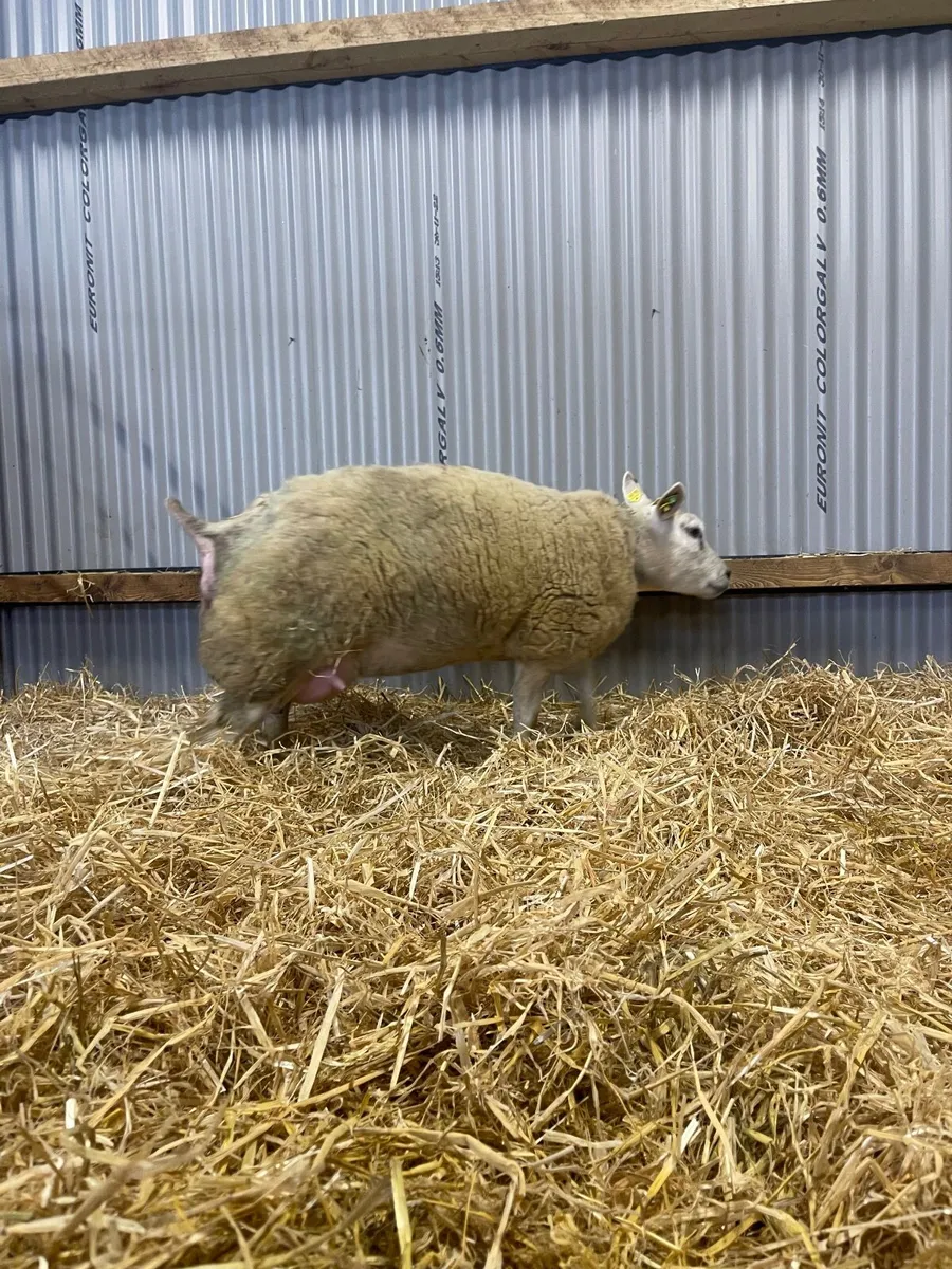 Pedigree Registered Beltex Foster Hogget - Image 1