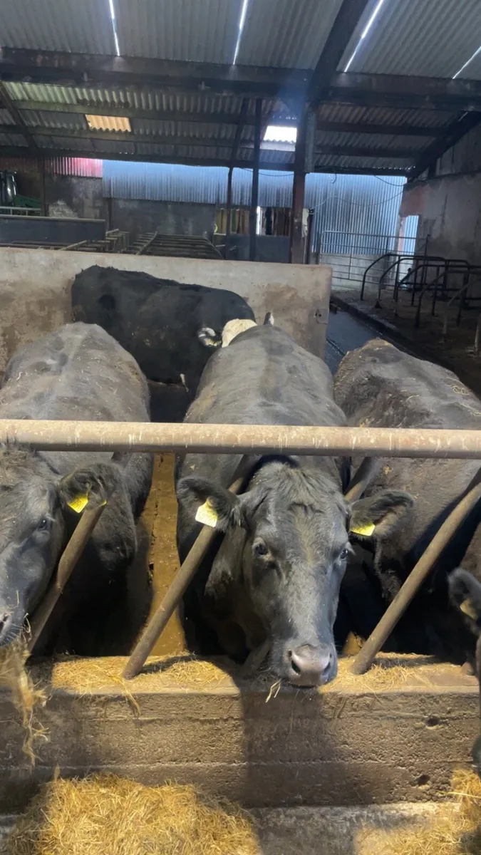 Angus & Hereford heifers - Image 2