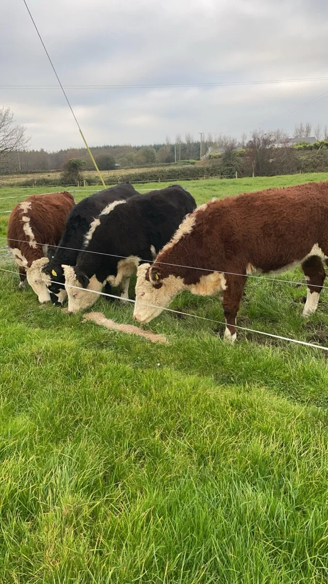 Angus & Hereford heifers - Image 1