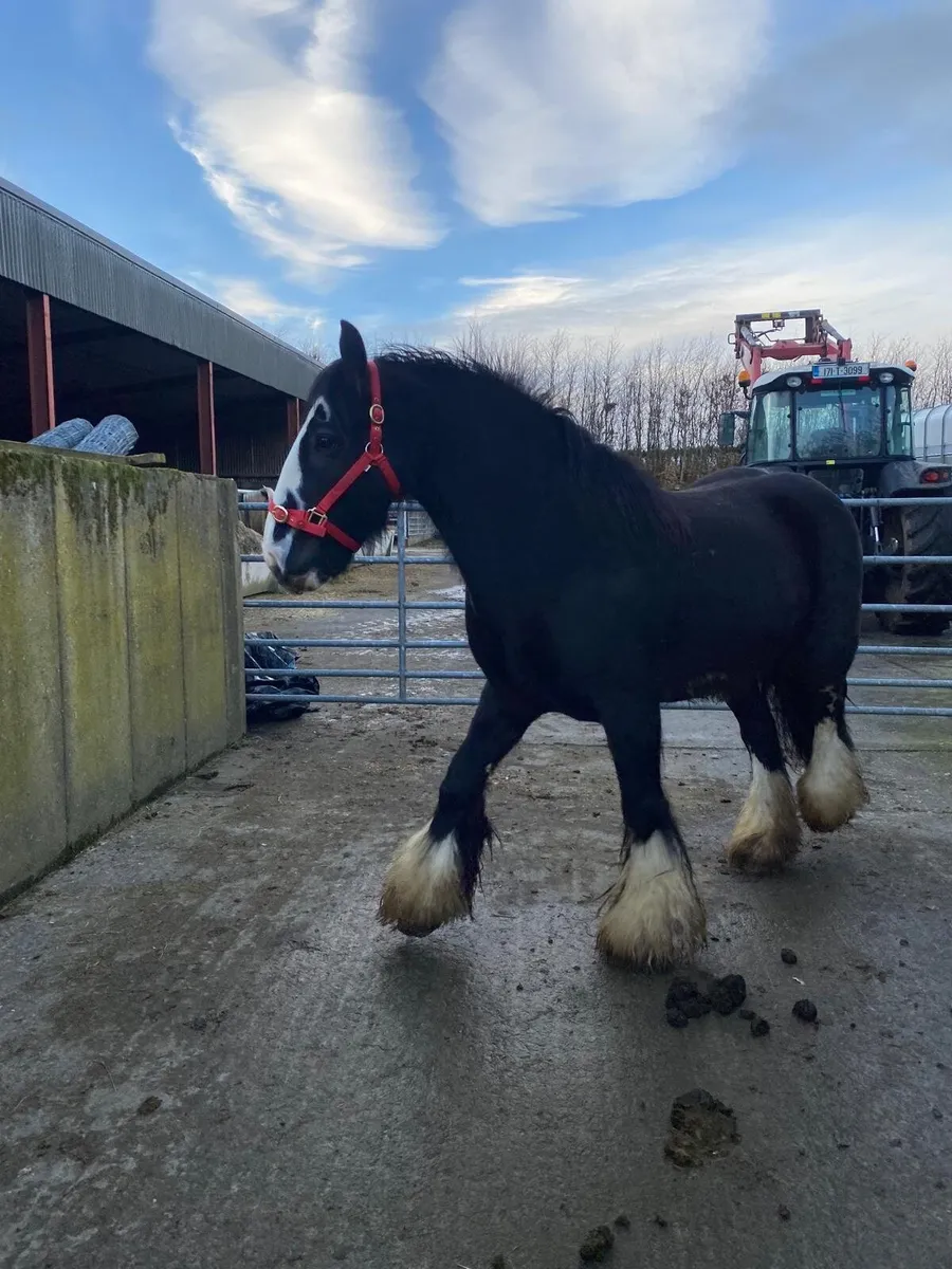 Real heavy black mare - Image 2