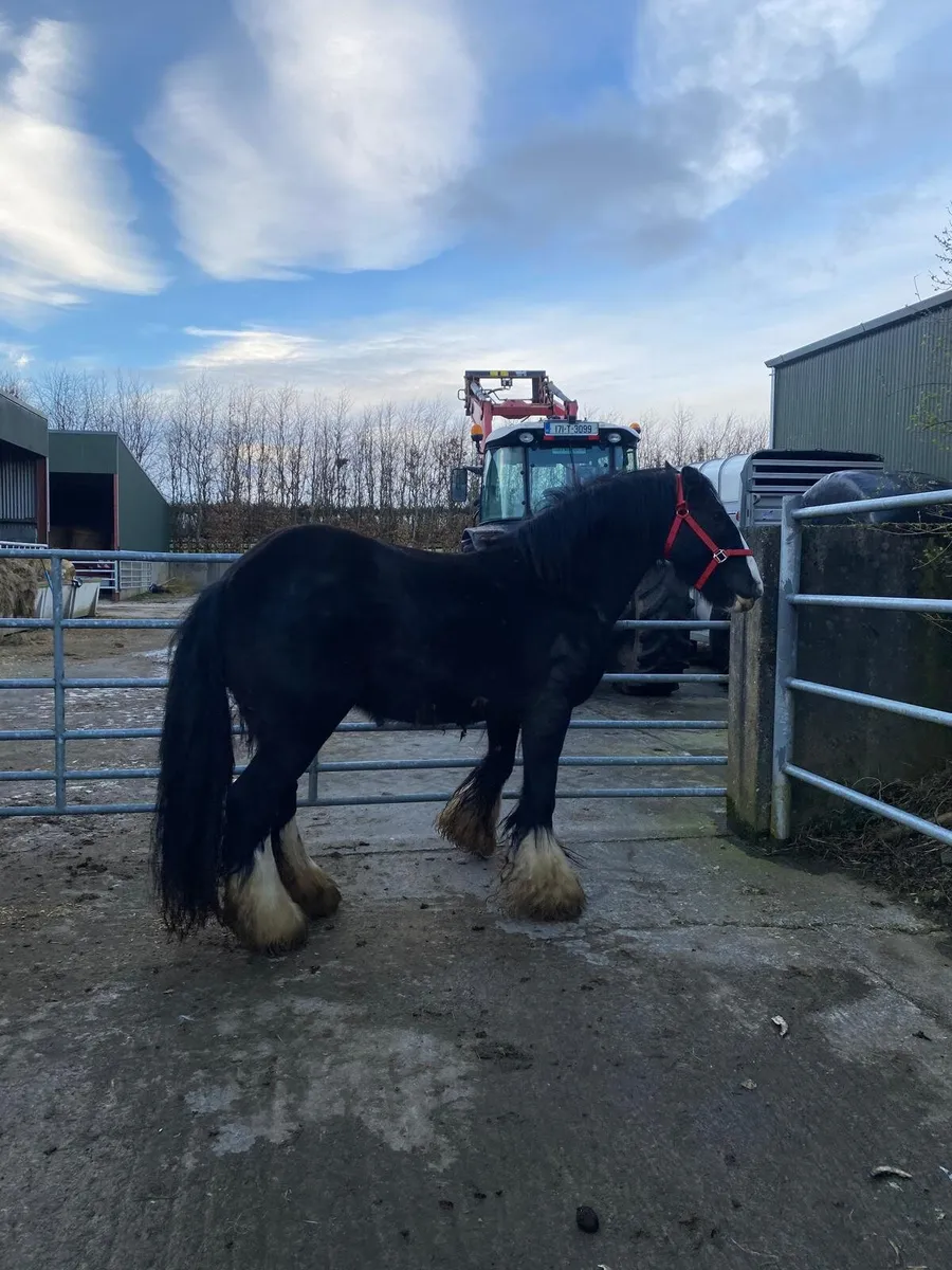 Real heavy black mare - Image 3