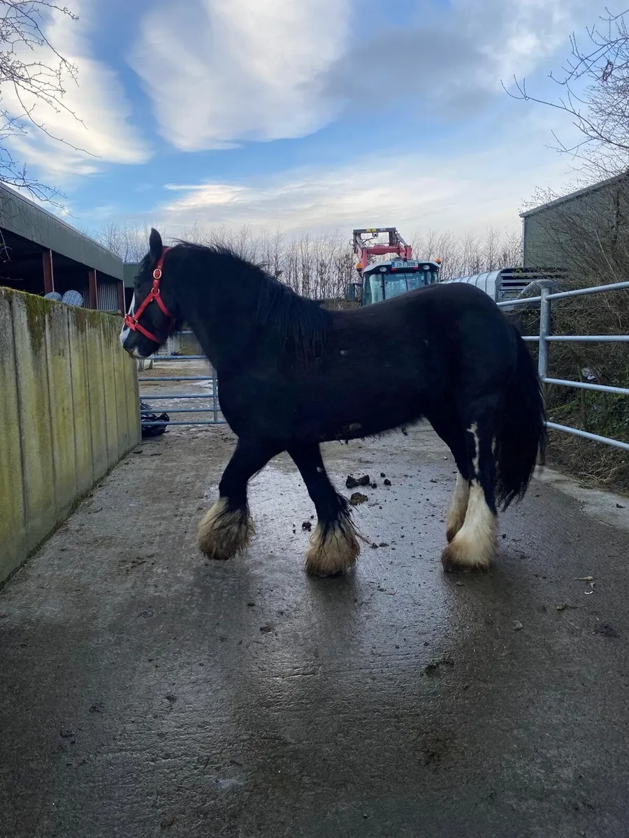 Real heavy black mare - Image 4
