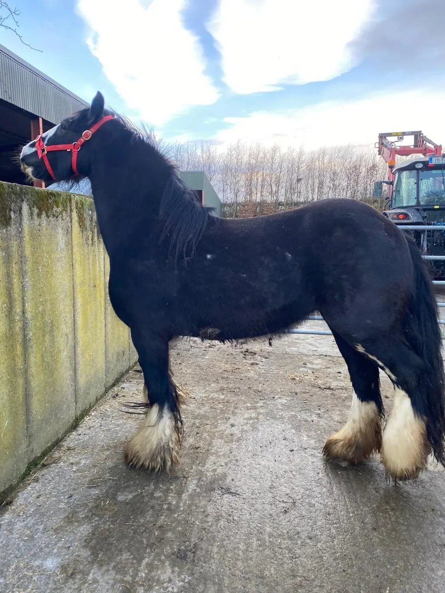 Real heavy black mare - Image 1