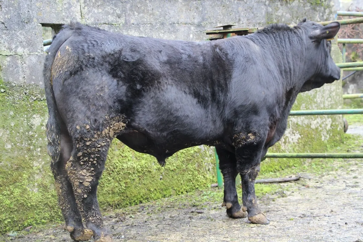 5* AA bulls by Tubridmore  Twomey - Image 2