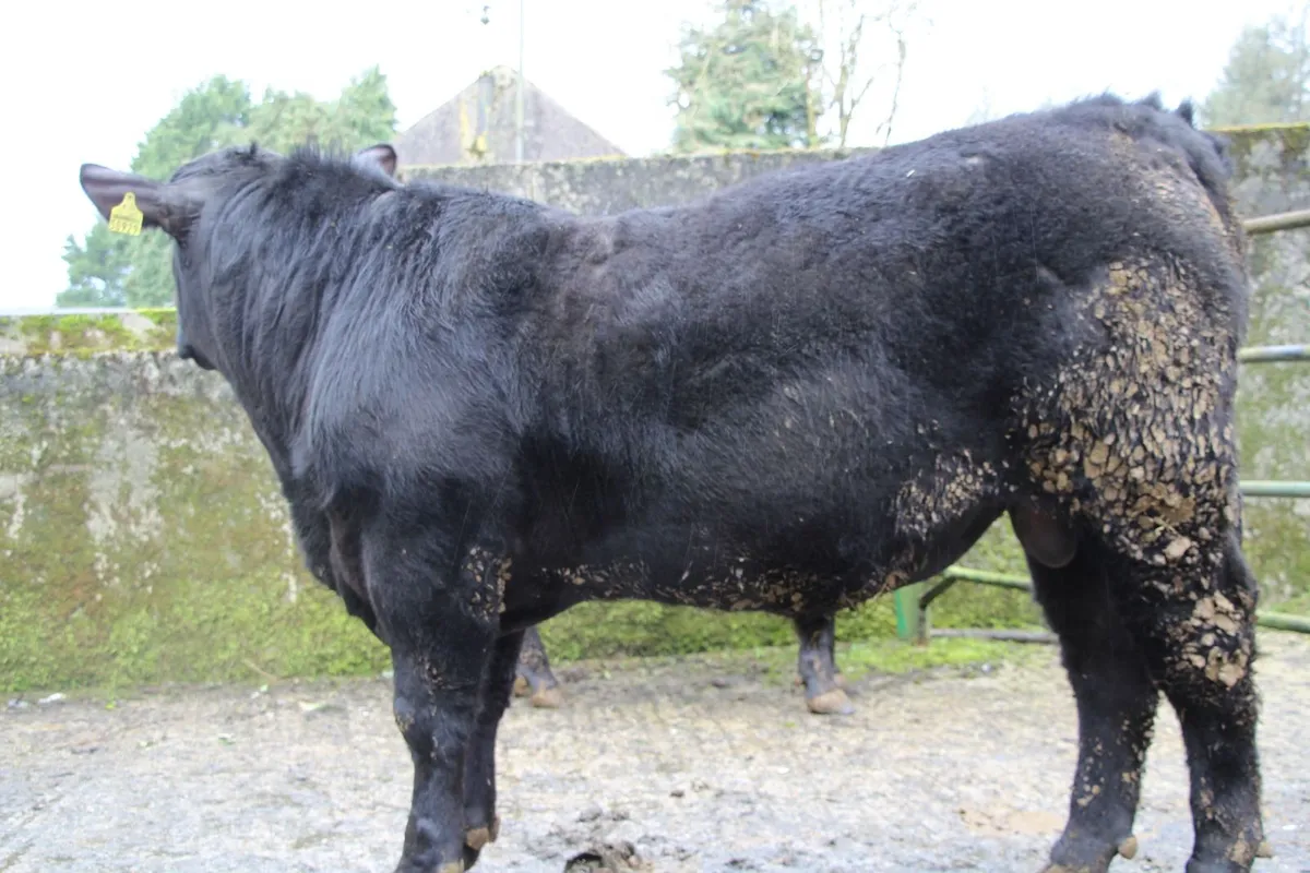 5* AA bulls by Tubridmore  Twomey - Image 3