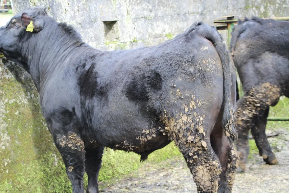 5* AA bulls by Tubridmore  Twomey - Image 4