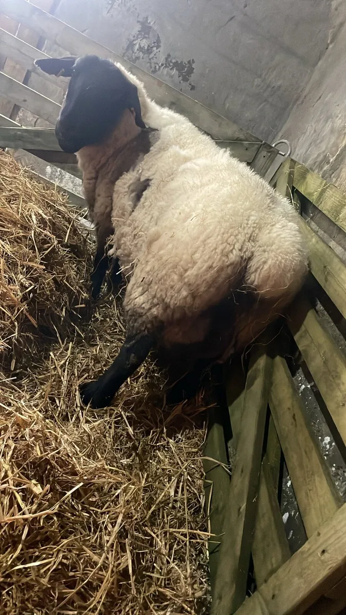 Foster ewe