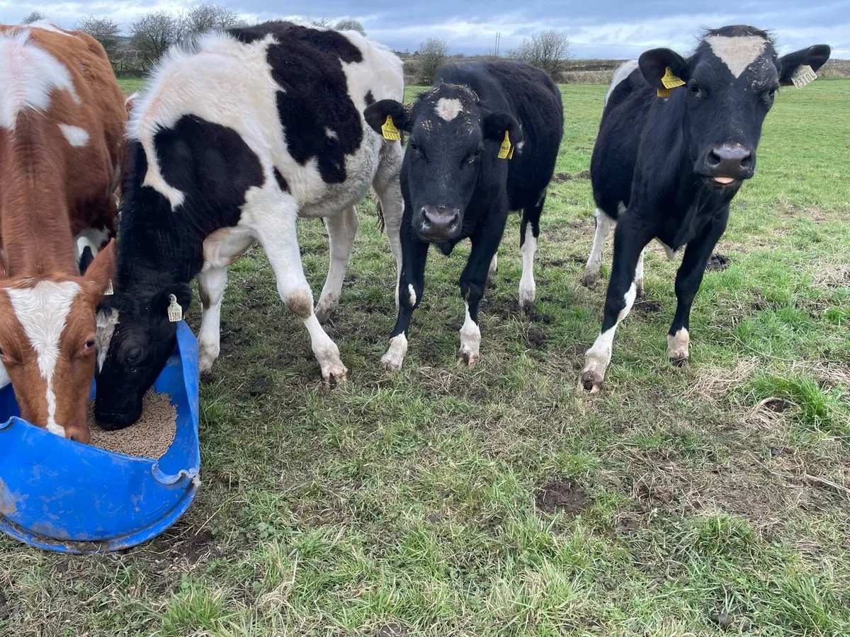 6 bullucks - Image 2