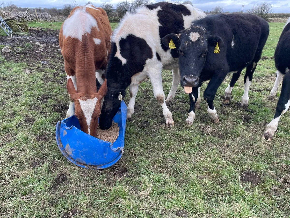 6 bullucks - Image 3