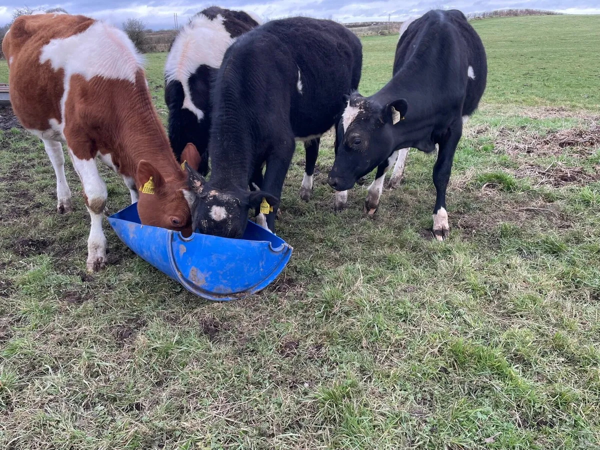 6 bullucks - Image 1