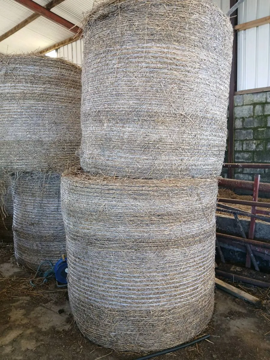 Rushy Hay / Bedding - Image 2