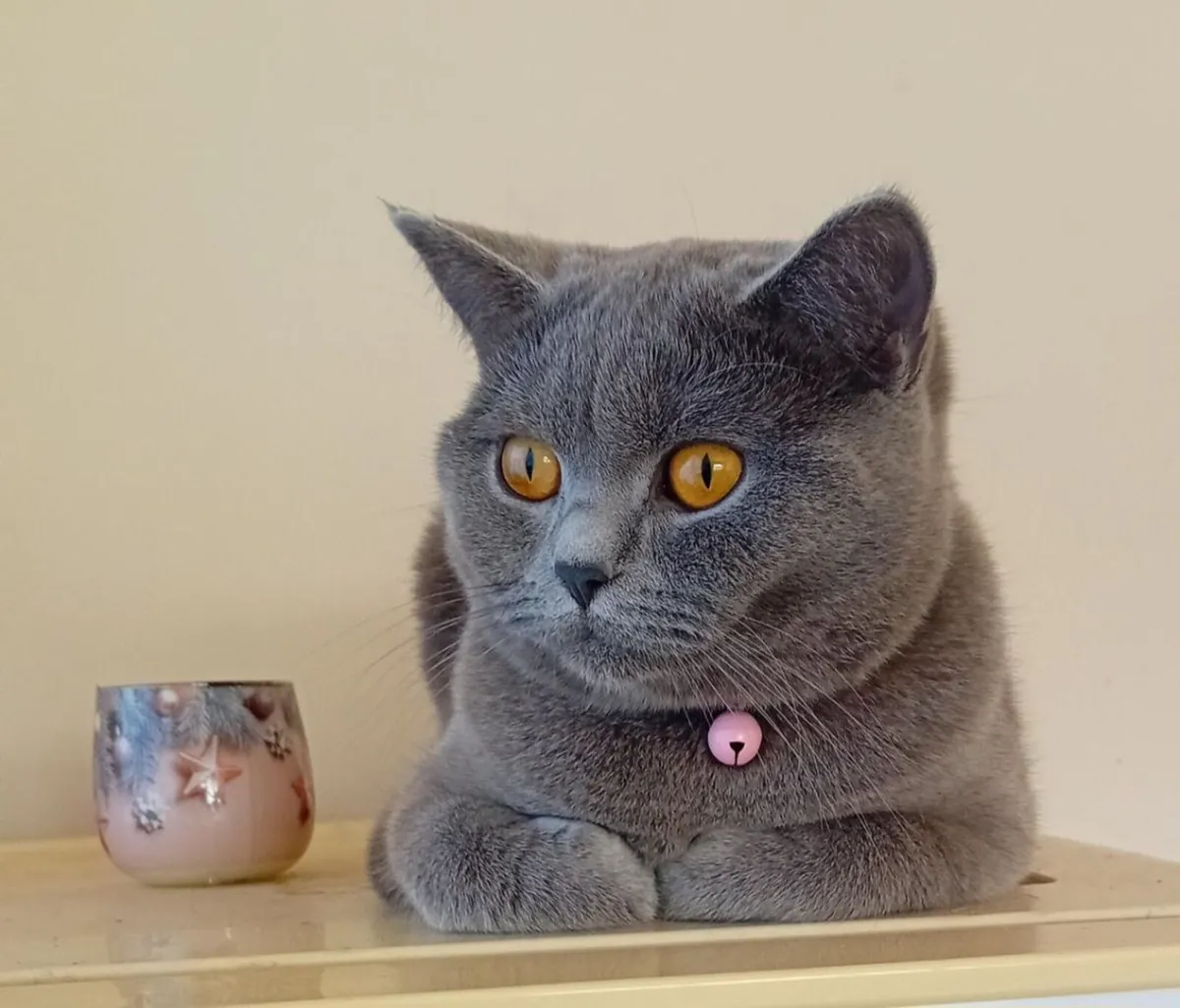 Brittish Shorthair Cat spayed - Image 1