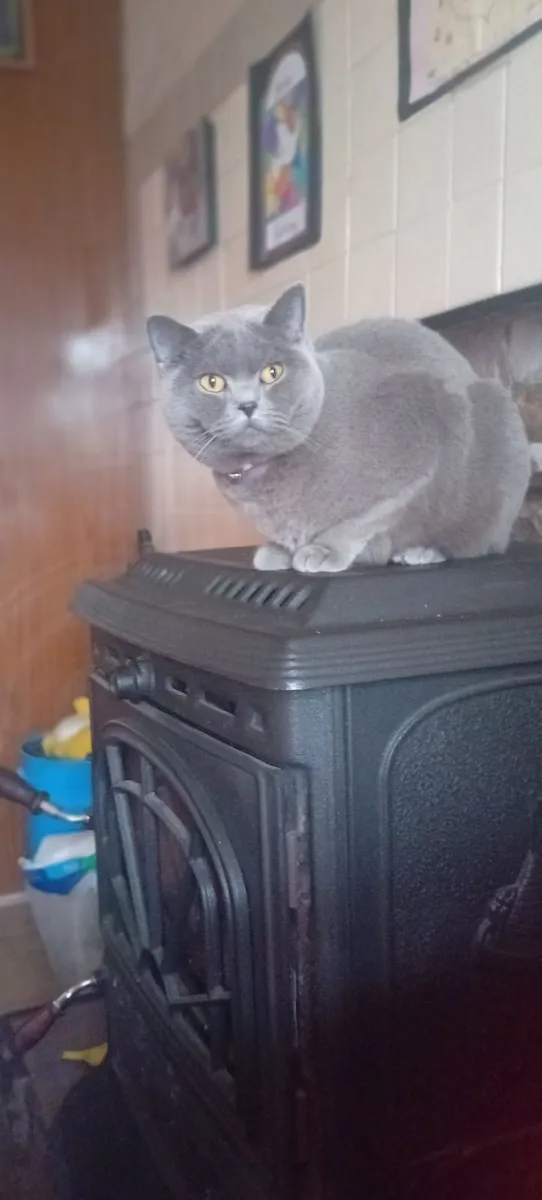 Brittish Shorthair Cat spayed - Image 4