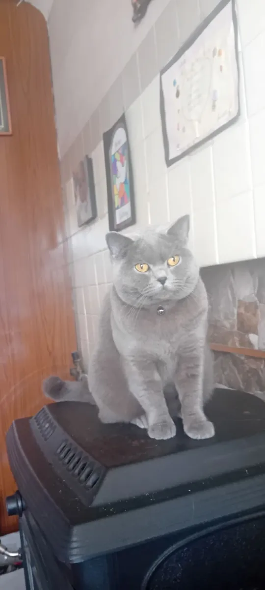 Brittish Shorthair Cat spayed - Image 2