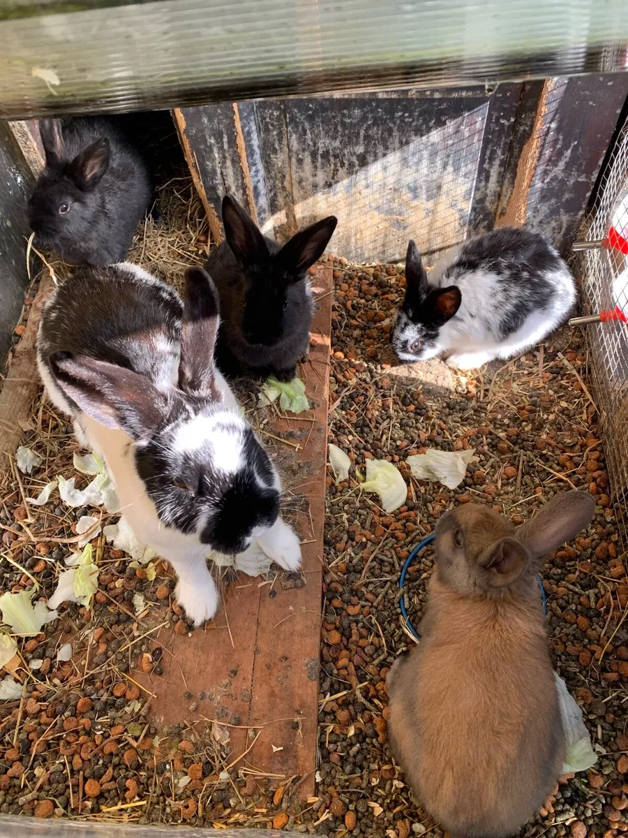 Rabbits - Image 1
