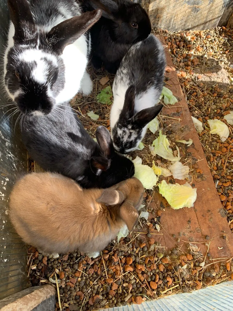 Rabbits - Image 2