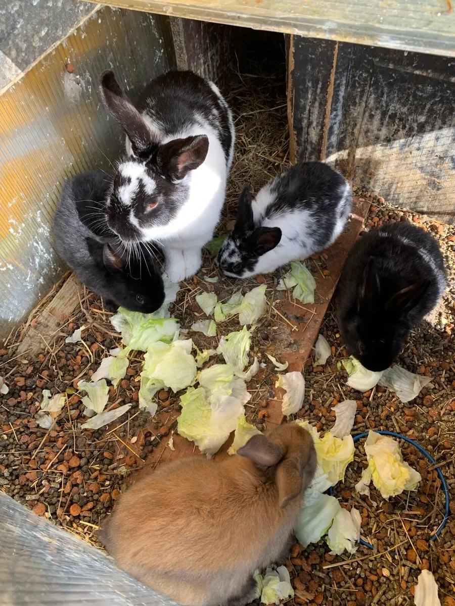 Rabbits - Image 4