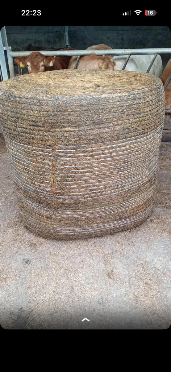 Sillage  bales - Image 2