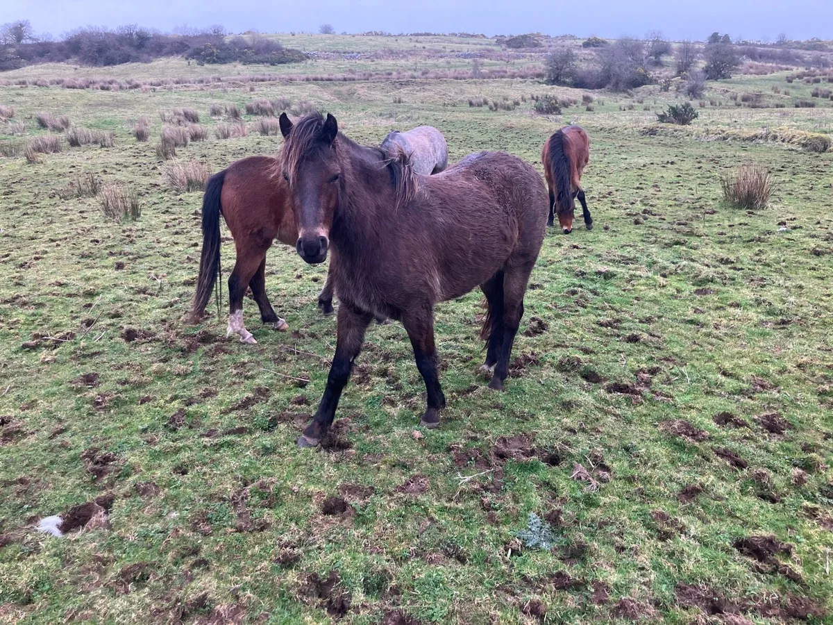 Selection of Ponies for Sale - Image 1