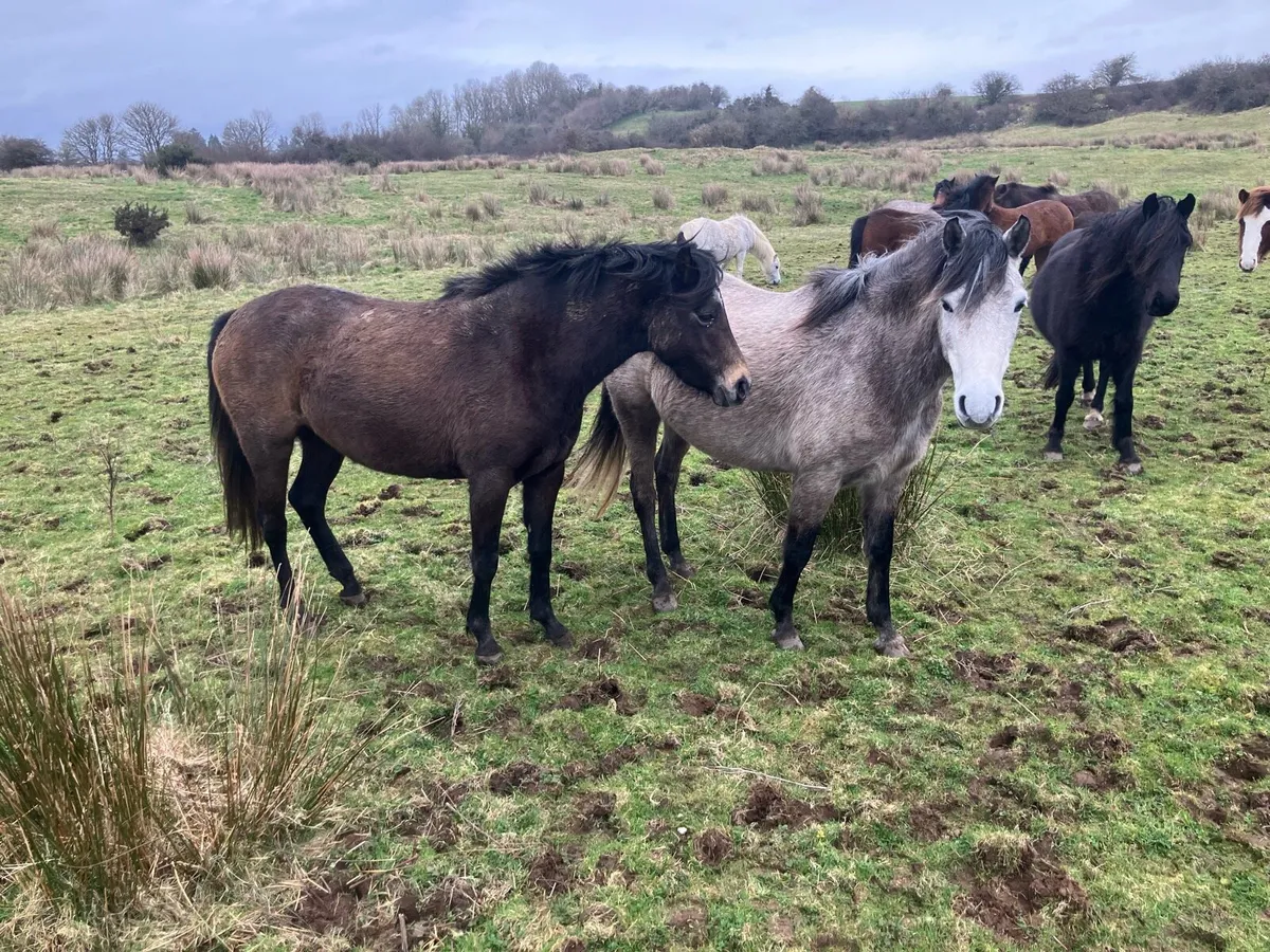 Selection of Ponies for Sale - Image 3