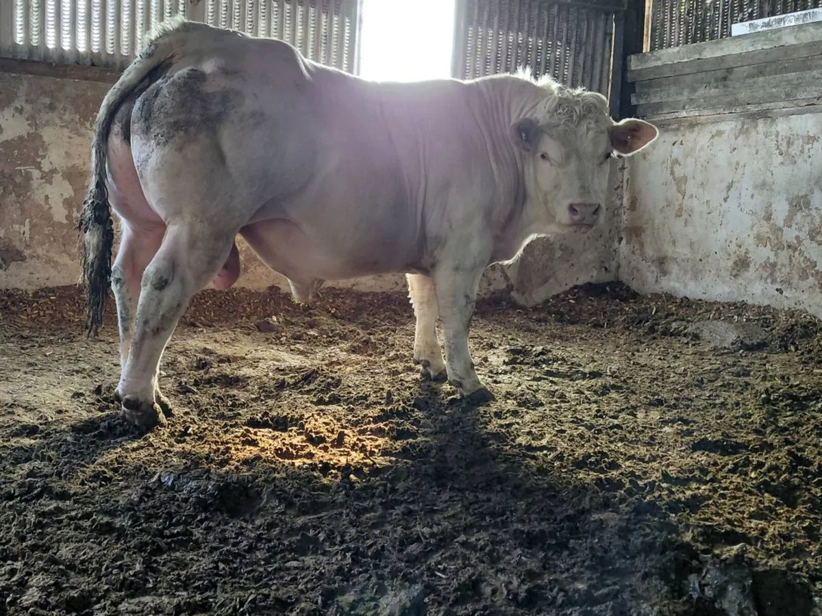 Pedigree charolais bull - Image 1