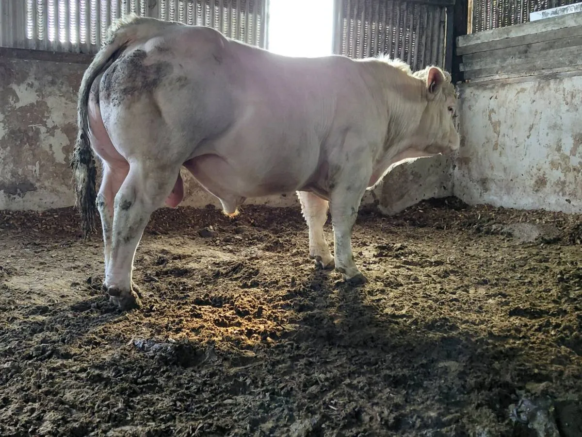 Pedigree charolais bull - Image 2