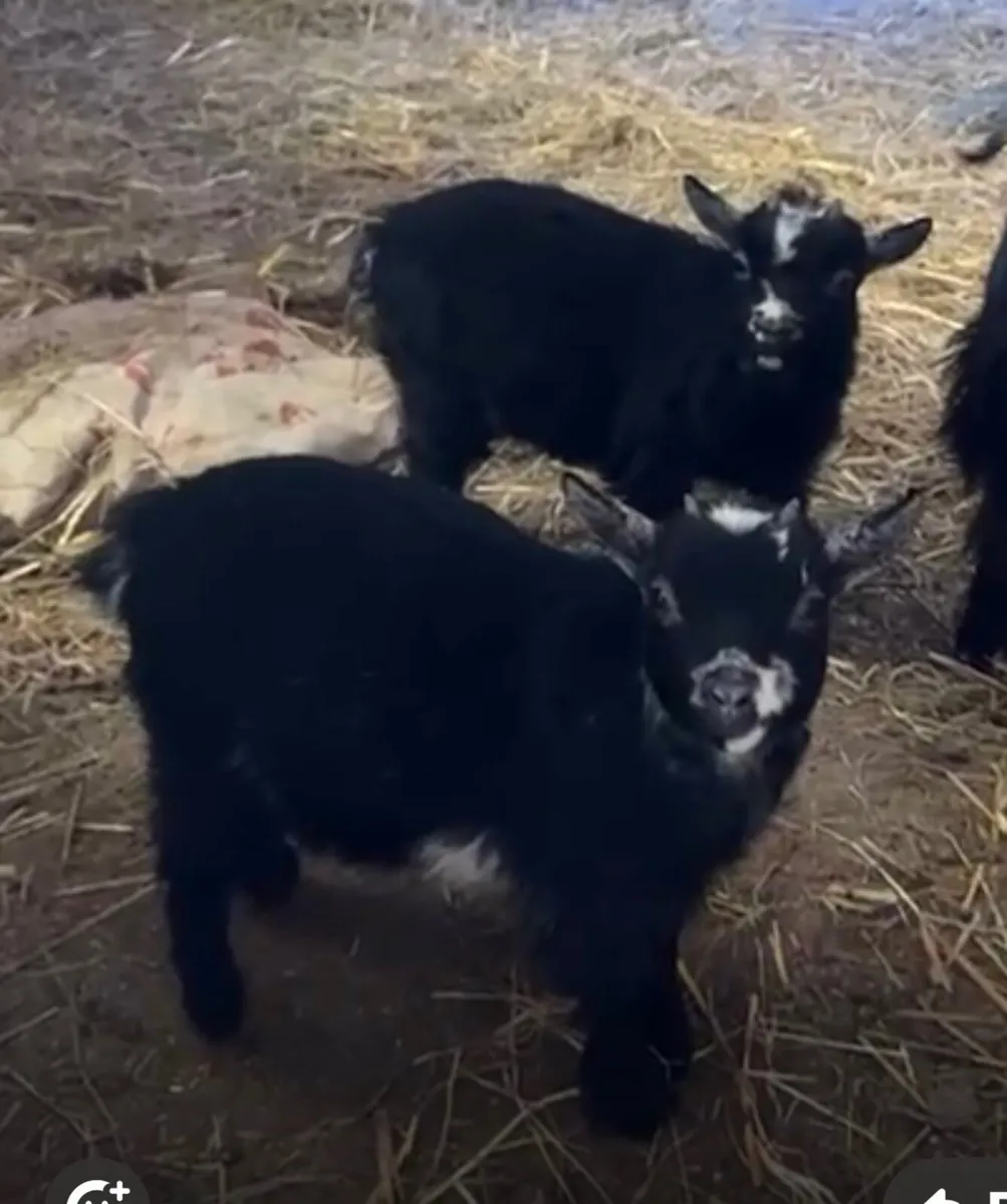 Pygmy  Twin girls - Image 2