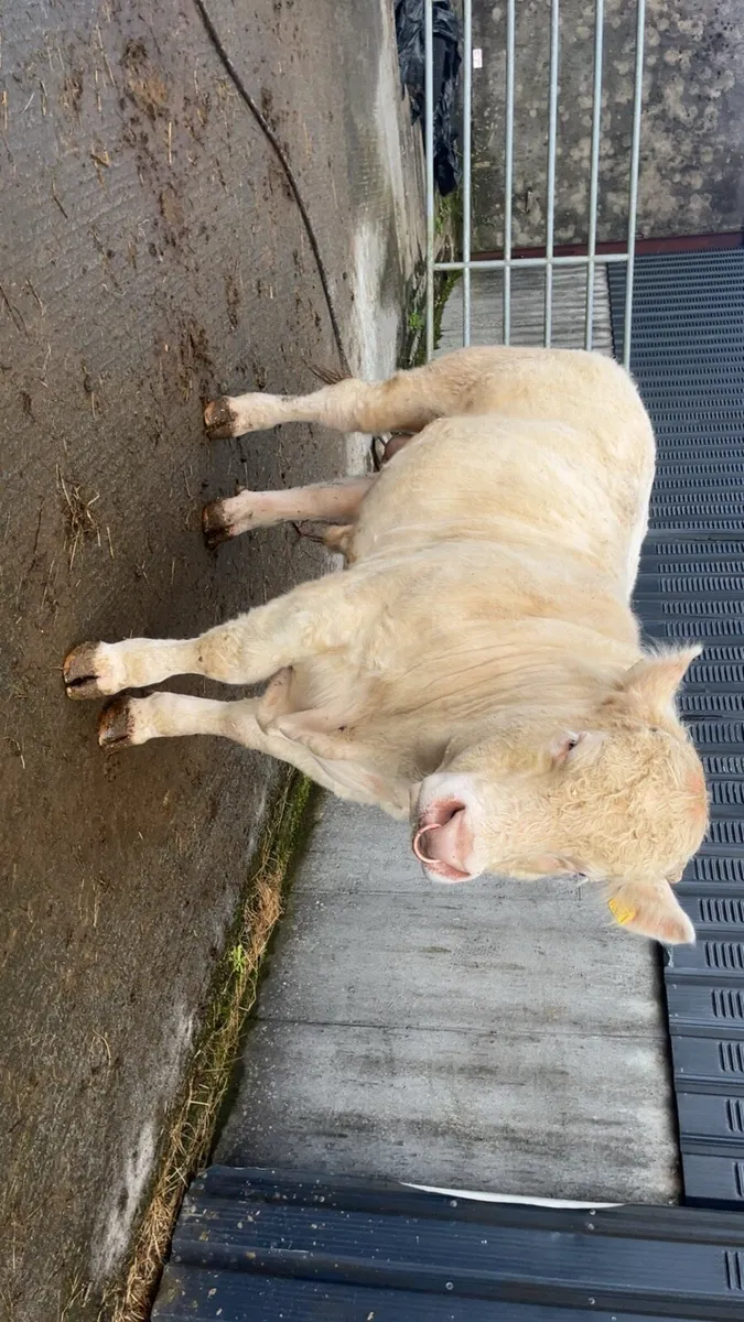 Charolais bull - Image 1