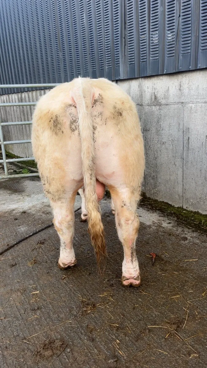 Charolais bull - Image 2