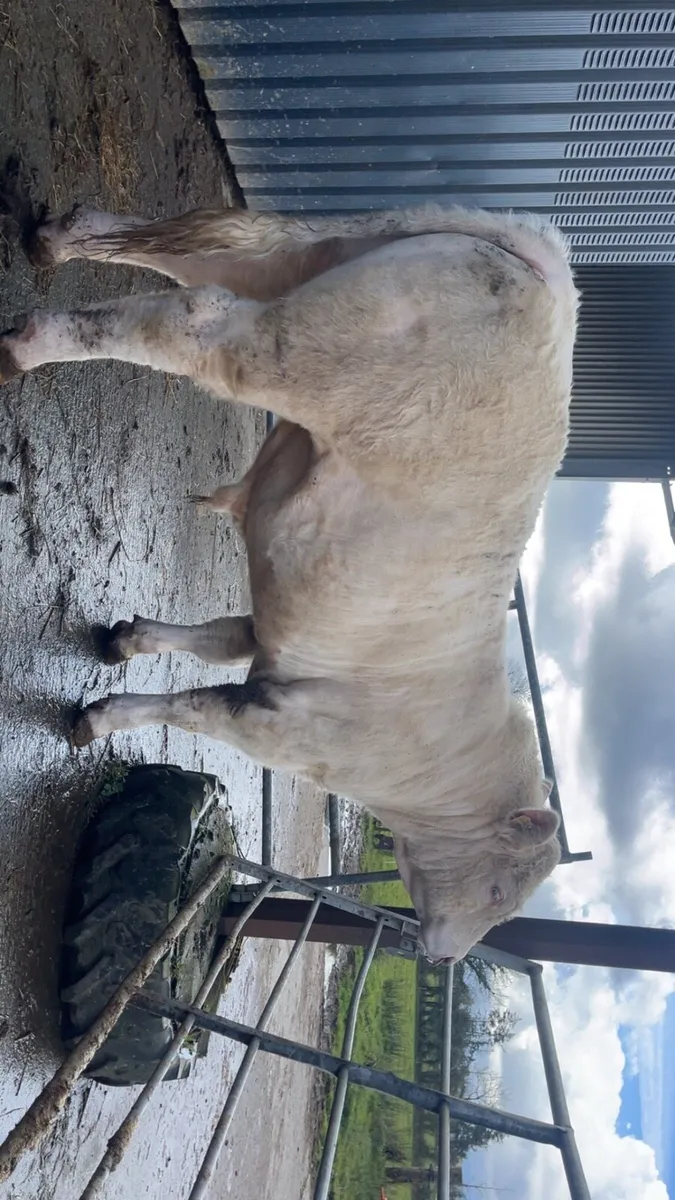 Charolais bull - Image 4