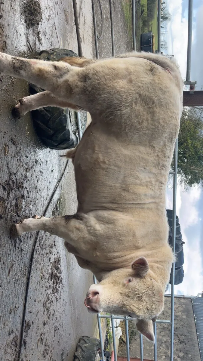 Charolais bull - Image 3