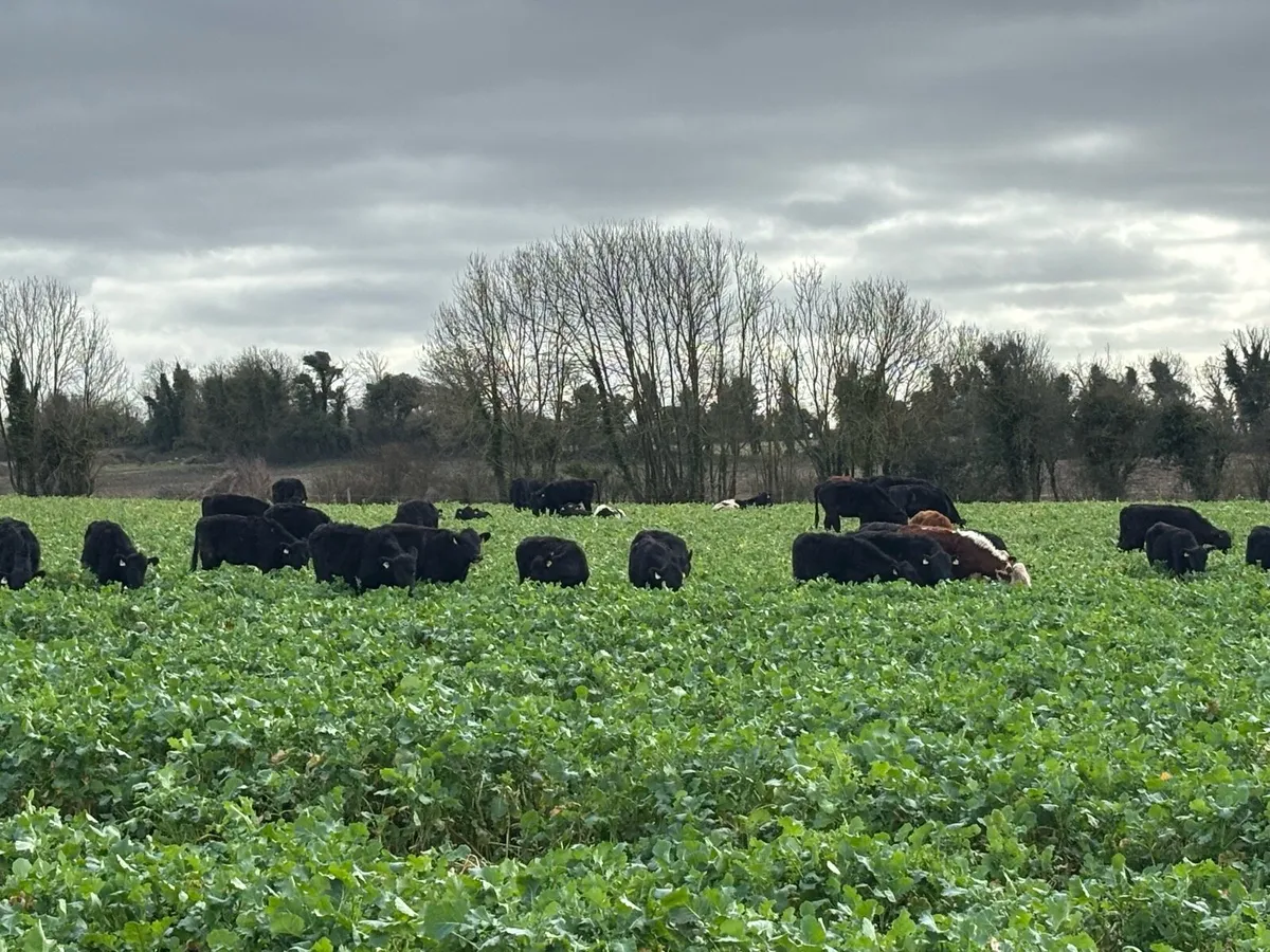Bullocks & Heifers - Image 1